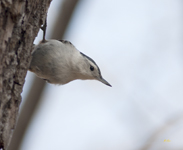 White-breasted Nuthatch 6792